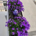 Semesterbostad The Violet House Costa Nova