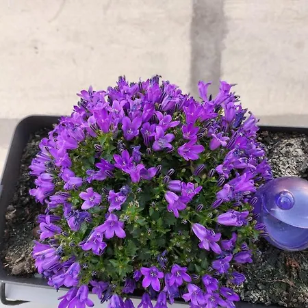 The Violet House