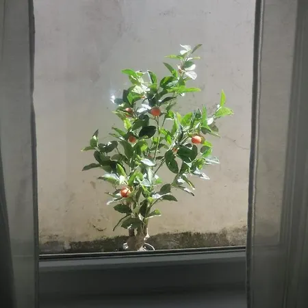 بيت للعطل The Violet House *