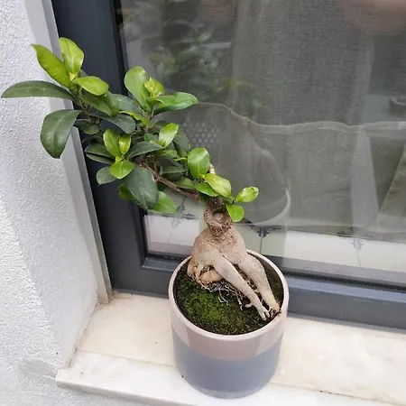 The Violet House بيت للعطل *