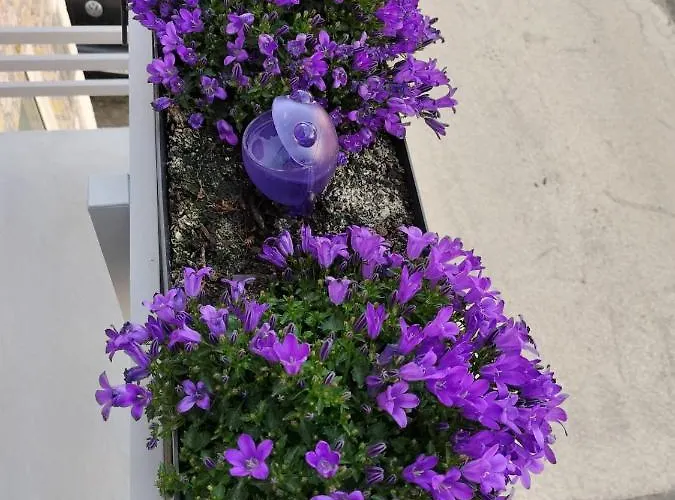 Дом отдыха The Violet House Кошта-Нова