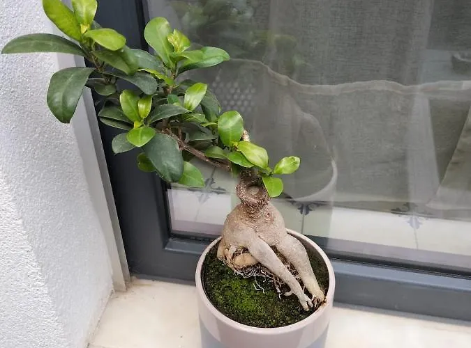 The Violet House Дом отдыха *